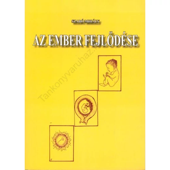 Az ember fejlõdése 